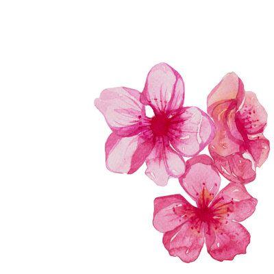 Secret Garden Dreamy Bloom Bundle