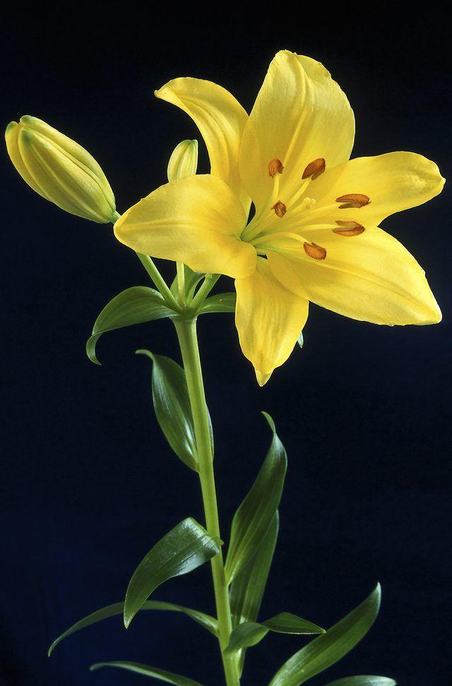 Whispering Meadows Floral Embrace